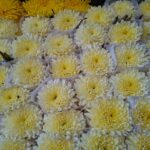 WhatsApp Image 2026-02-27 at 2.29.37 PM (3)